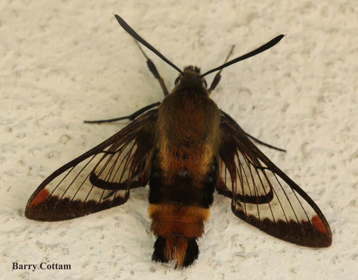 Giant moths that resemble hummingbirds appear all over the Bay Area
