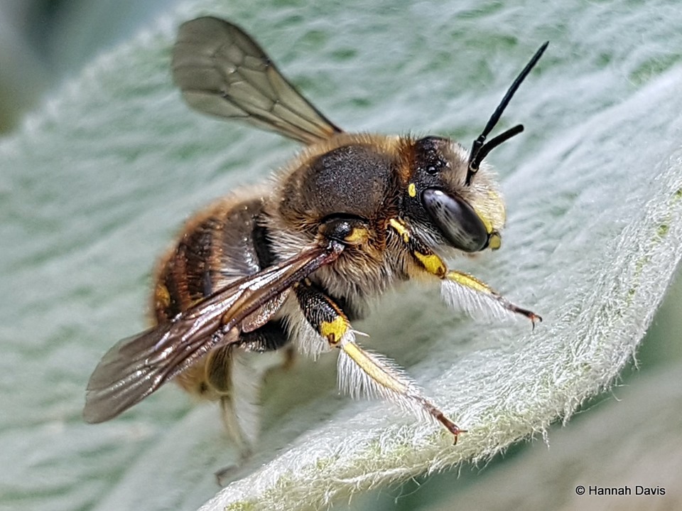 Male Wool Carder Bees: In-Your-Face Behavior - Bug Squad - ANR Blogs