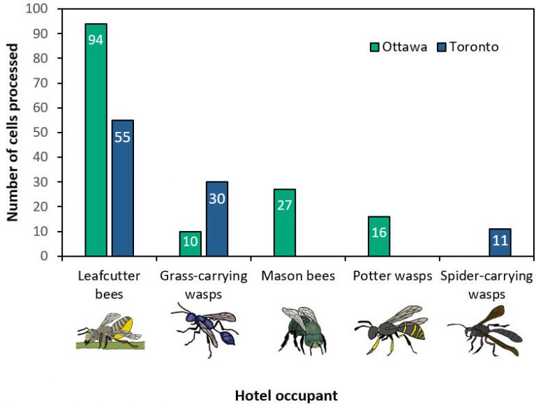 Cavity nesters: leafcutter bees | Wild Pollinator Partners